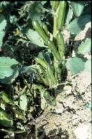 Symptoms of ascochyta blight on faba bea pods