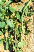 Symptoms of ascochyta blight on faba bean stems