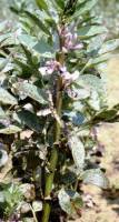 Symptoms of chocolate spot disease on faba bean plant