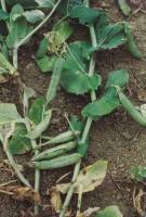 Symptoms of ascochyta blight (caused by Ascochyta pisi) on pea plant