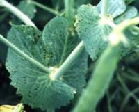 Symptoms of ascochyta blight (caused by Mycosphaerella pinodes or Phoma medicaginis var. pinodella) on pea leaves