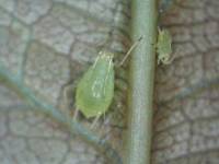 Aphids on cut rose