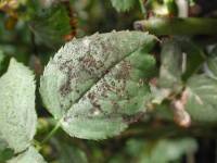 Sooty mould on cut rose
