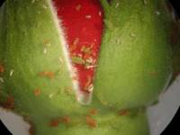 Wingless aphids adults on cut rose