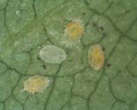 Old larvae of Trialeurode vaporariorum Westwood