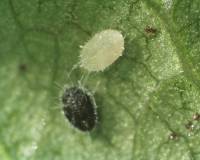 Pupae of Trialeurodes vaporariorum