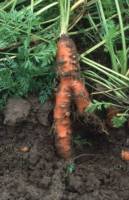 Meloidogyne chitwoodi on carrot