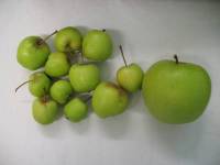 Picture of damage of Dysaphis plantaginea on apple fruits