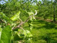 Picture of damage of Dysaphis plantaginea on leaves