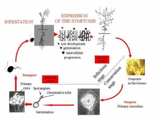 Development cycle of Aphanomyces euteiches on pea