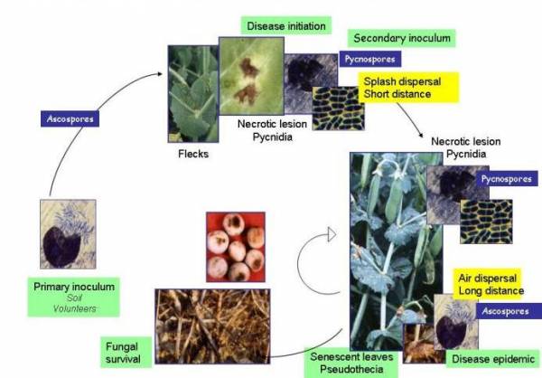 Life cycle of Mycosphaerella pinodes on pea