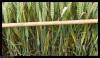 Rouille brune exemple note 7