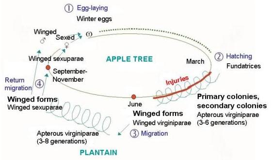 Life cycle of Dysaphis plantaginea